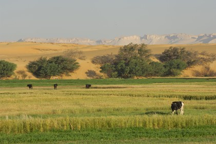 Egypte, désert libyque, oasis de Dakhla, travaux des champs
