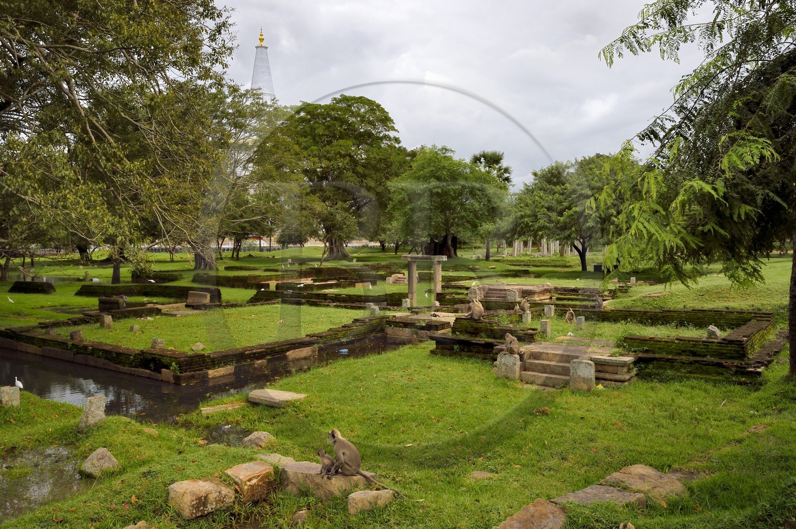Sri Lanka, province du Centre-Nord, site d'Anuradhapura classé Patrimoine Mondial de l'UNESCO, capitale du Sri Lanka au IIIe siècle avant JC, singes courant dans les ruines et le stupa de Ruwanwelisaya en arrière plan