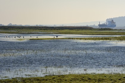 France, Seine-Maritime (76), Réserve Naturelle de l'estuaire de la Seine, porte-conteneurs remontant la Seine vers Rouen, la roselière en premier plan et la Pointe de la Roque en arrière plan