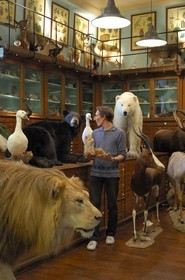 France, Paris (75), le taxidermiste Deyrolle rue du bac
