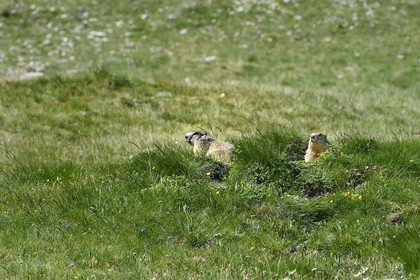 France, Alpes-de-Haute-Provence (04), Uvernet-Fours, parc national du Mercantour, vallée de l'Ubaye, col de la Cayolle (2326 m), marmotte des Alpes (Marmota marmota) sur la pelouse alpine