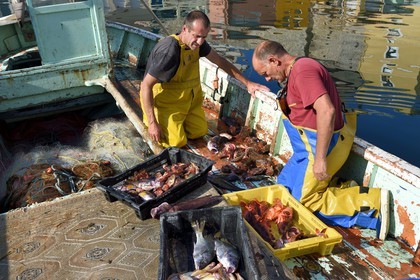 France, Bouches-du-Rhône (13), Marseille, quartier d'Endoume, le Vallon des Auffes, retour de pêche de Lucien Jativa et trie du poisson