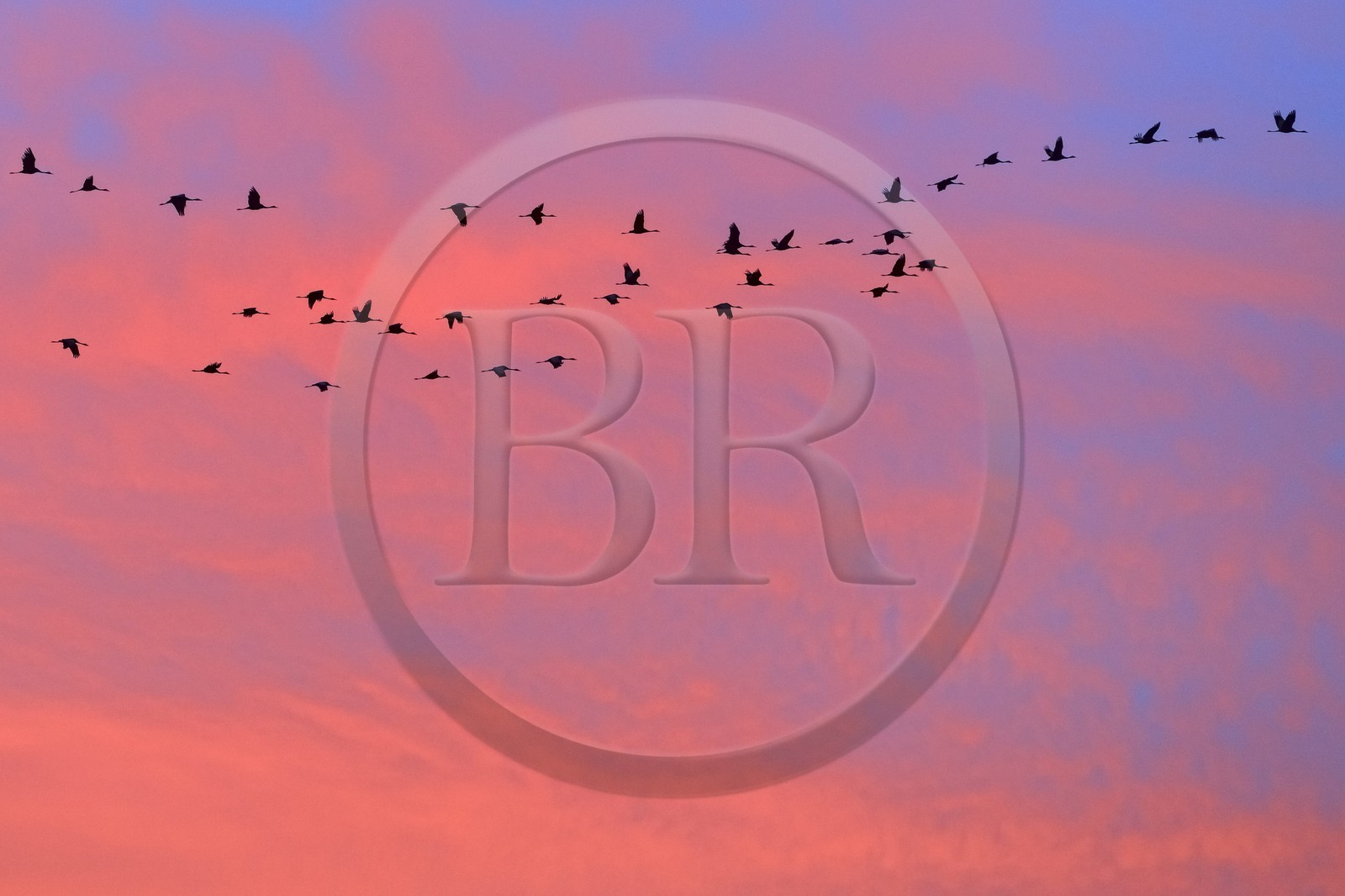 France, Indre (36), le Berry, parc naturel régional de la Brenne, Rosnay, étang de la Mer Rouge, grue cendrée (grus grus), vol au coucher de soleil