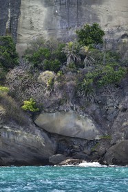 France, Ile de Mayotte, Petite-Terre, Phaéton à bec jaune (Phaethon lepturus) aussi appelé petit paille-en-queue