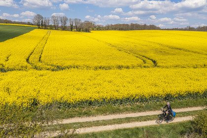 France, Charente (16), cycliste sur la Coulée d’Oc (portion de la véloroute La Flow Vélo) bordant un champ de colza en fleurs entre le village de Feuillade et Marthon (vue aérienne)