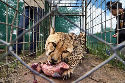 Namibie, Otjiwarongo, Cheetah Conservation Fund, centre de recherche et d'éducation, administration de fluides sous-cutanés 3 fois par semaine au guépard (Acinonyx jubatus) appelé Mendel souffrant d'insuffisance rénale chronique et la vétérinaire Emma Alfonso en arrière plan
