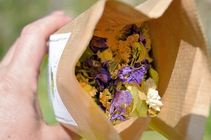 France, Charente (16), Chazelles, jardin botanique Ma Nouvelle Vie créé par Marc Buergo, Mille et une nuits, tisane faite de 4 plantes aromatiques et médicinales: aubépine, tilleul, camomille romaine et mauve