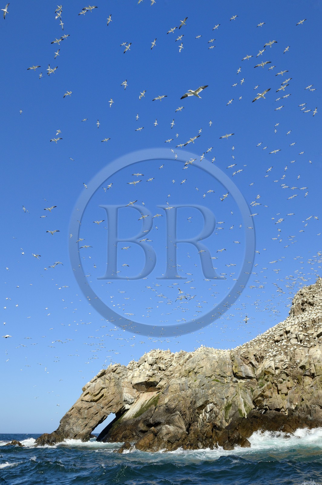 France, Côtes-d'Armor (22), Perros-Guirec, archipel et réserve ornithologique de Sept-Iles, Ile Rouzic, colonie de fous de Bassan (Morus bassanus), unique point de nidification en France pour plus de 20000 couples