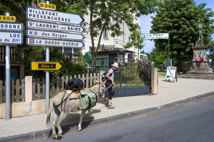 France, Lozère (48), La Bastide-Puylaurent, randonnée avec un âne sur le chemin de Stevenson (GR 70), arrivée à la chambre d'hotes Les Pins