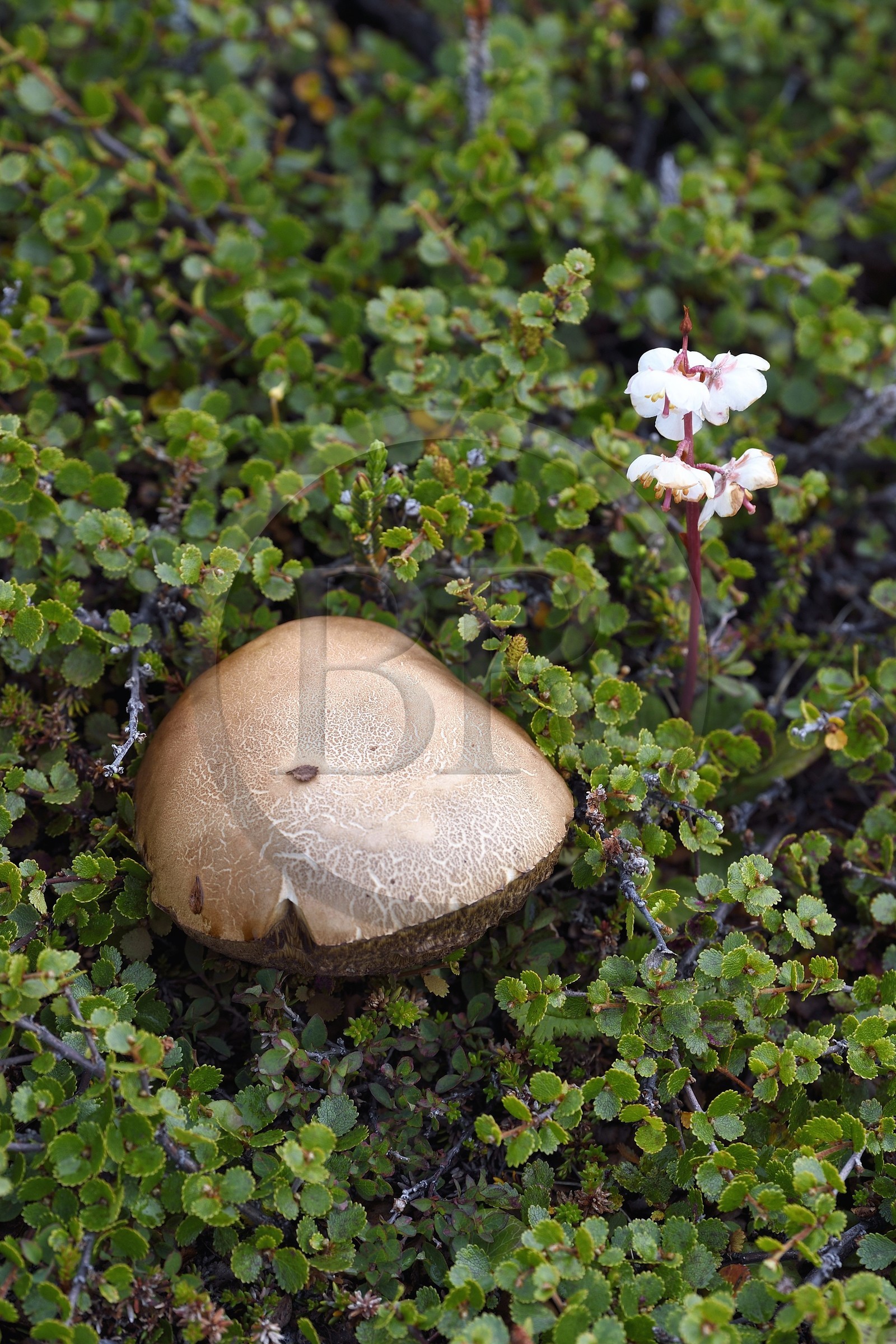Groenland, cote ouest, Ile de Disko, Qeqertarsuaq, Bolet rude (Leccinum scabrum) et Pyrole à grandes fleurs (Pyrola grandiflora) dans la toundra