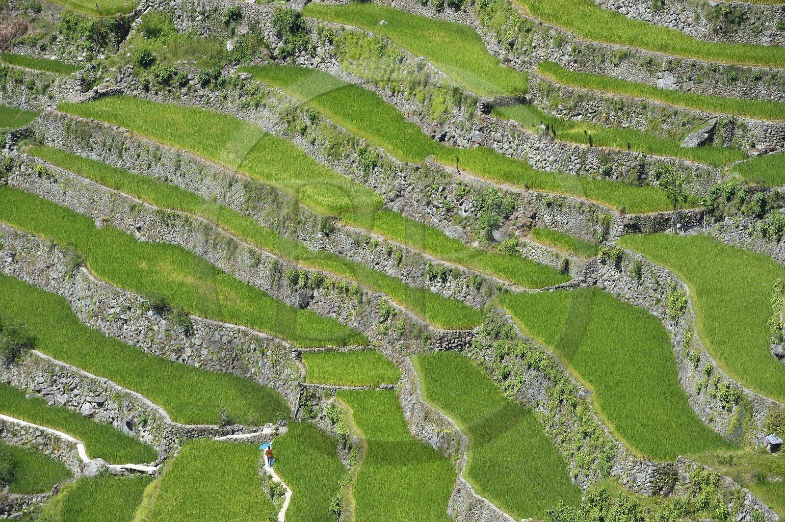 Philippines, province d'Ifugao, les rizières en terrasses de Banaue autour du village de Batad, classées Patrimoine Mondial de l'UNESCO