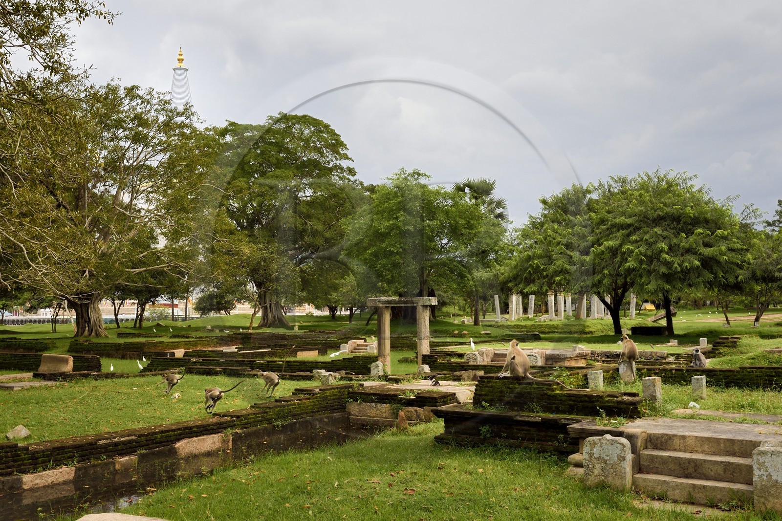Sri Lanka, province du Centre-Nord, site d'Anuradhapura classé Patrimoine Mondial de l'UNESCO, capitale du Sri Lanka au IIIe siècle avant JC, singes courant dans les ruines et le stupa de Ruwanwelisaya en arrière plan