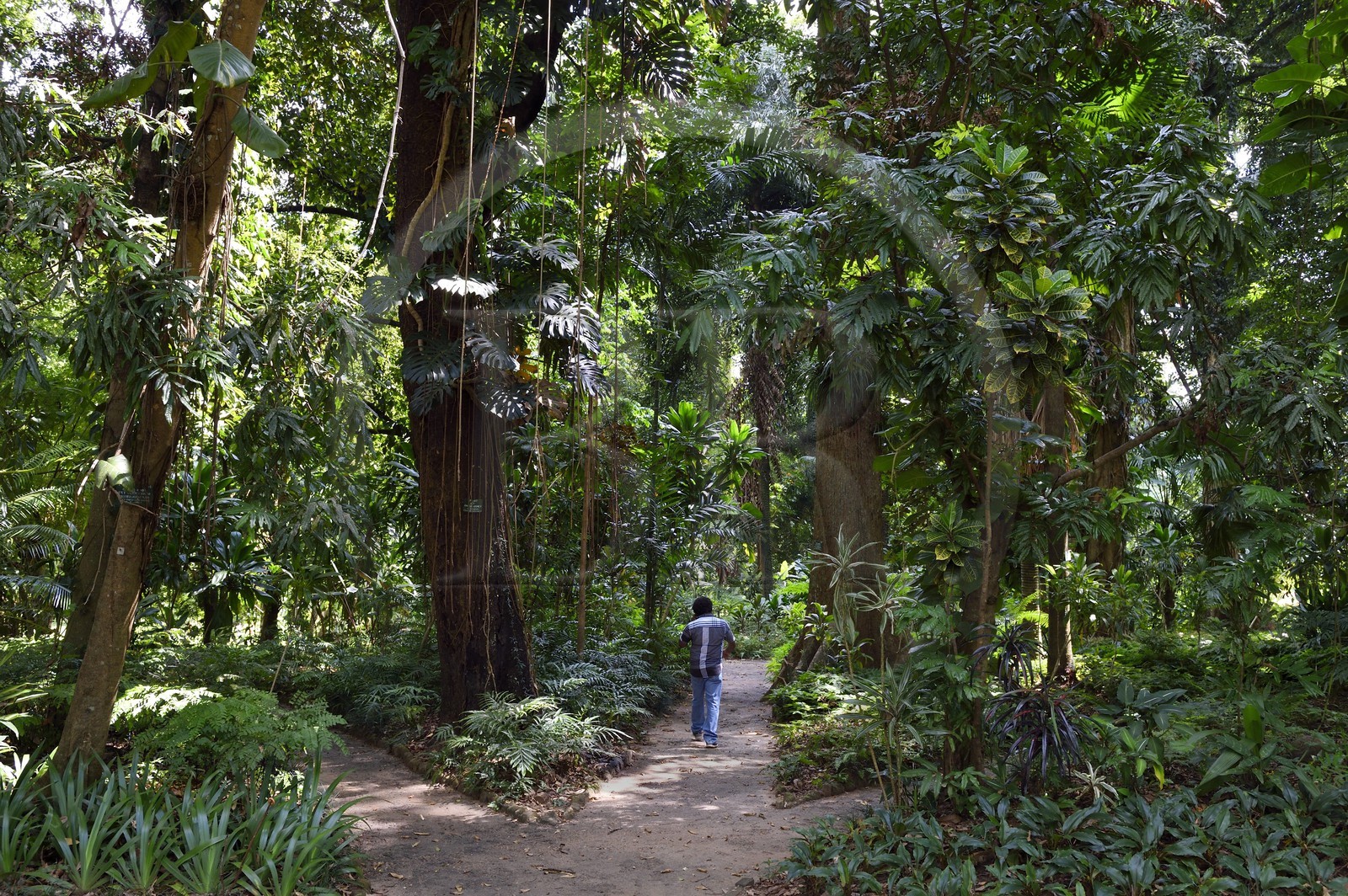 Sri Lanka, province du centre, Kandy, jardin botanique de Peradeniya, fougères et autres ptéridophytes