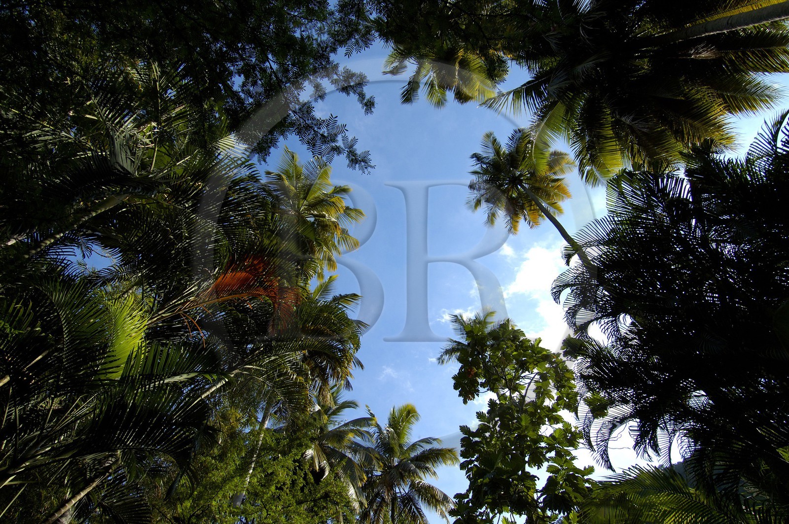 Caraïbes, Sainte-Lucie, la forêt dans le jardin botanique