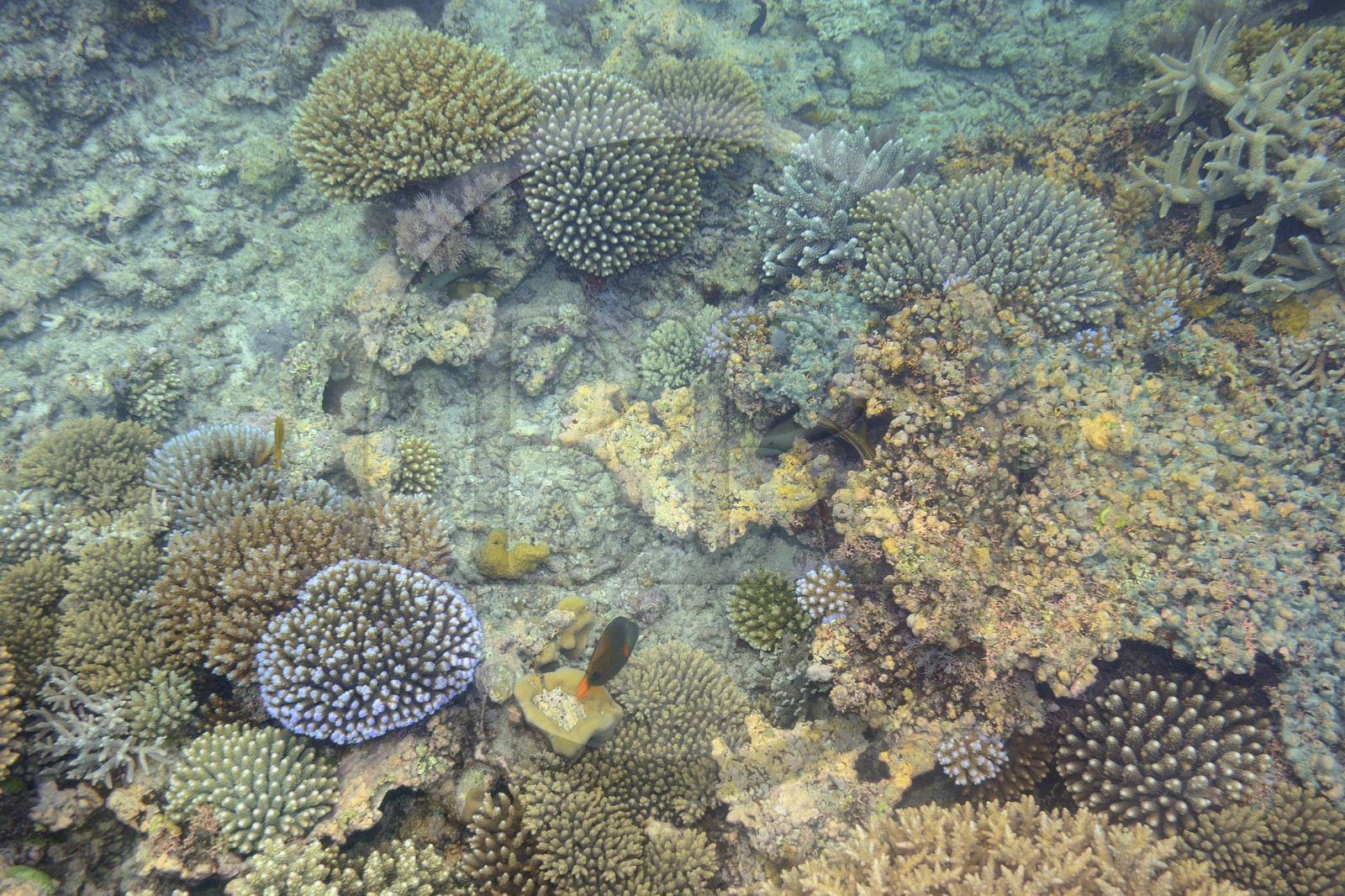 France, Ile de Mayotte, Grande-Terre, récif de corail dans la lagune face à la pointe Saziley  sur la cote Est