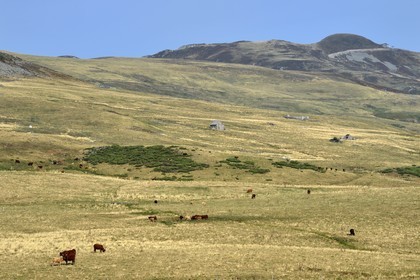 France, Cantal (15), Parc Naturel Régional des Volcans d’Auvergne, le Plomb du Cantal (1855m) vu depuis le col de la Griffoul, troupeau de vaches de race Salers pour les foncées et Aubrac pour les claires