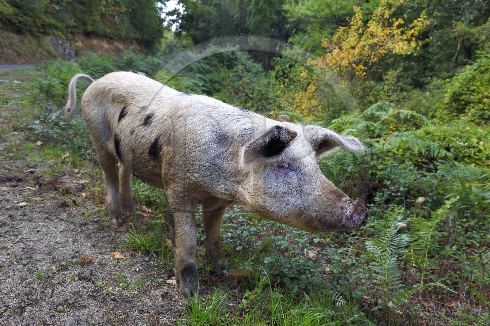 France, Corse-du-Sud (2A), Vallée du Prunelli, Bastelica, cochon Duroc laissés en liberté