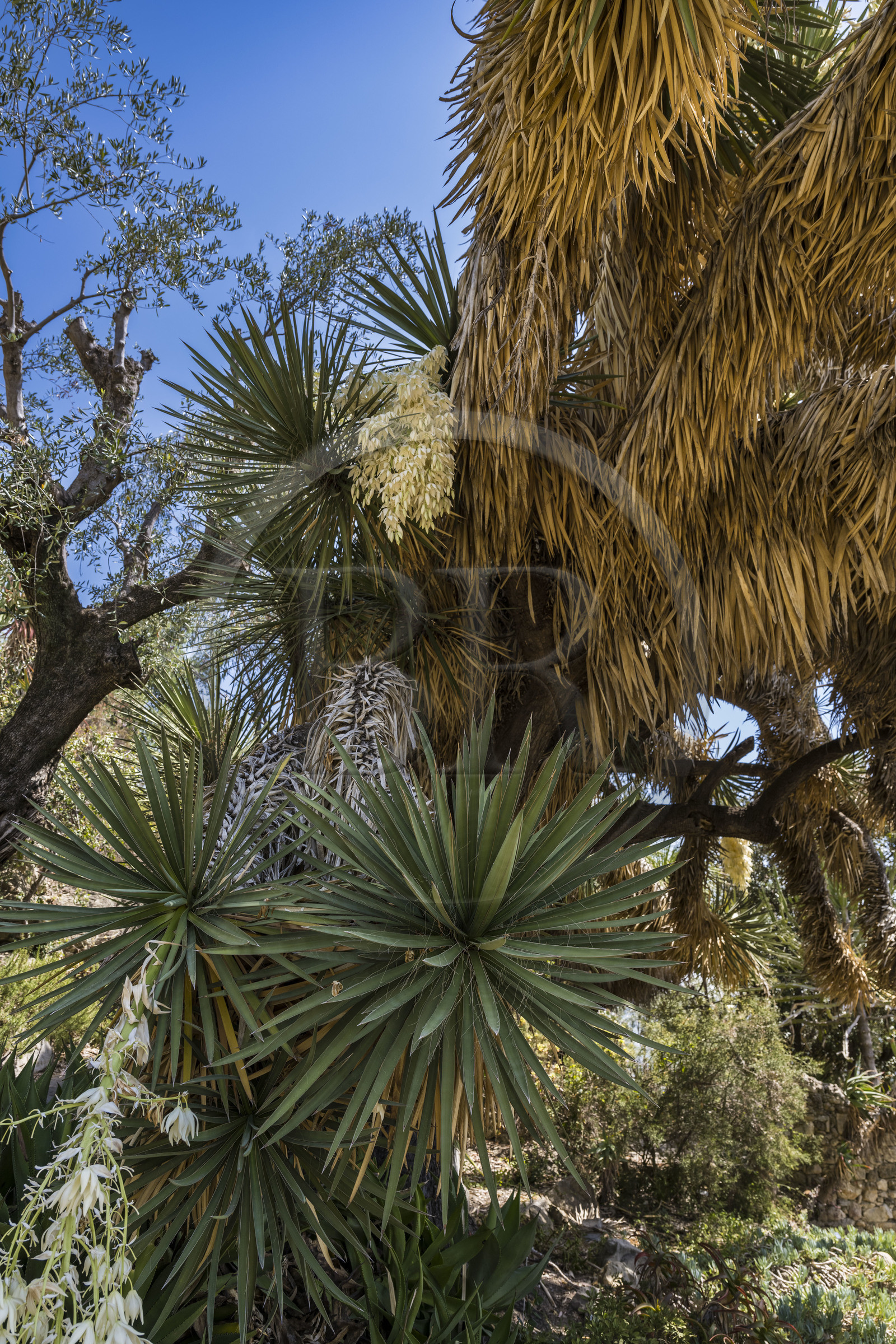 Italie, Ligurie, Province d'Imperia, Vintimille, Jardin botanique Hanbury, yucca filifera australis