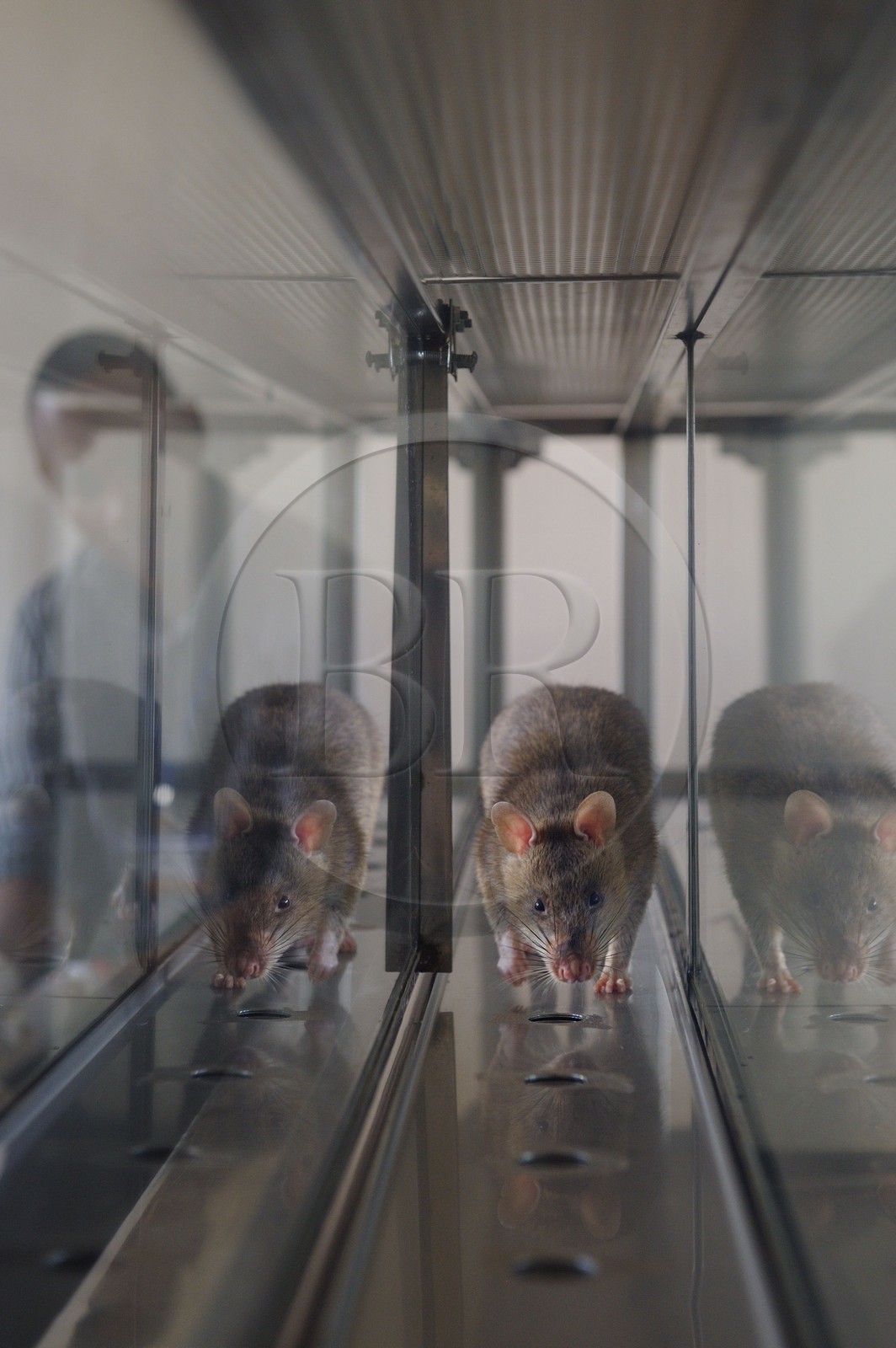 Tanzanie, université de Morogoro, centre de recherche Apopo de technologie de détection par les rats de mines anti-personnel, entrainement pour utiliser les rats renifleurs pour détecter le TNT ou  la tuberculose