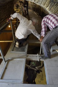 France, Bouches-du-Rhône (13), Arles, les Arènes, amphithéâtre romain de 80-90 après JC, classé Patrimoine Mondial de l'UNESCO, arrivée des taureaux dans le toril situé sous les tribunes