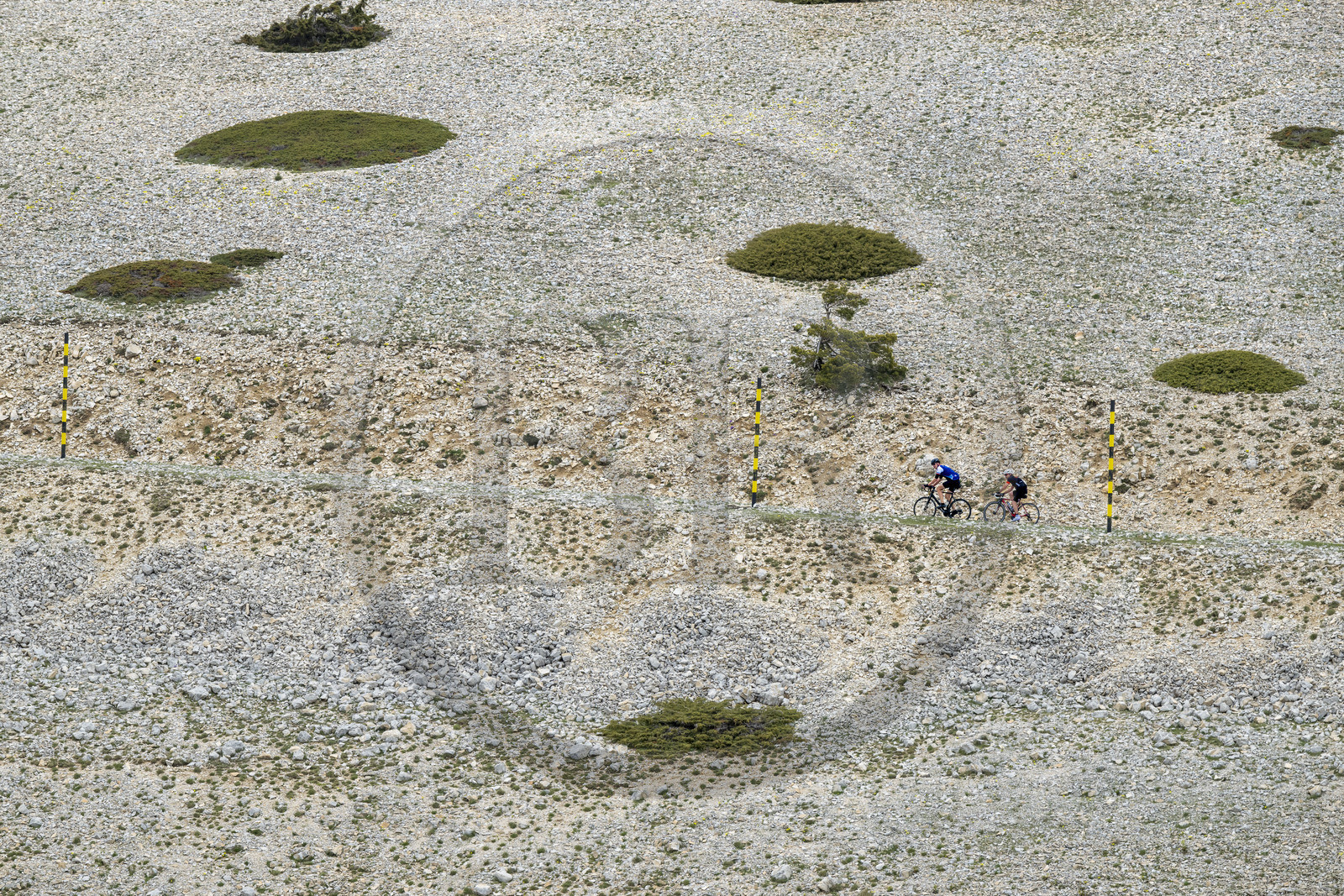 France, Vaucluse (84), Parc Naturel Régional du Mont Ventoux, Bedoin, ascension à vélo du Mont Ventoux par la route D974 sur le versant sud vers le sommet, pierriers tapissés ici et là de genévriers nains