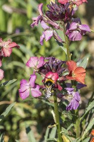 France, Bas-Rhin (67), Parc naturel régional des Vosges du Nord, Obersteinbach, le jardin écologique Hymenoptera créé par Sébastien Heim pour favoriser la présence d’insectes, hyménoptère butinant une fausse giroflée (Erysimum)