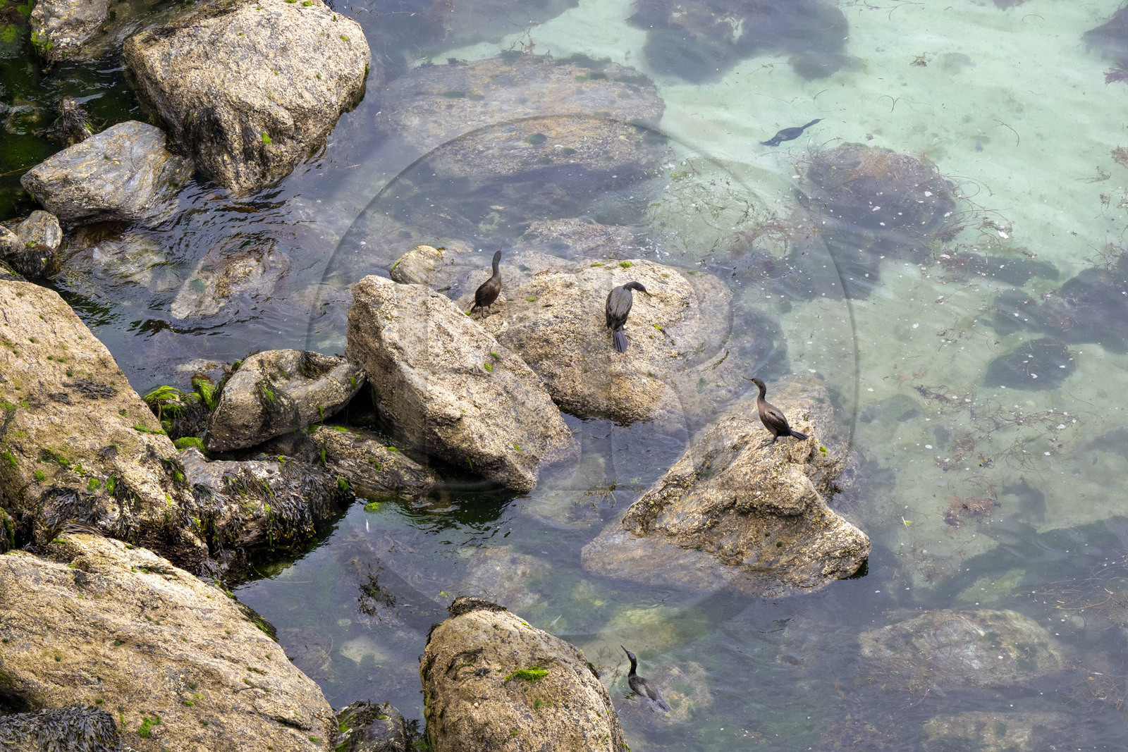 France, Morbihan (56), Ile de Groix, la réserve naturelle Francois Le Bail de la Pointe de Pen-Men, cormorans sur les rochers