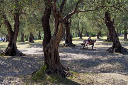France, Alpes-Maritimes (06), Menton, parc du Pian, oliveraie de trois hectares qui abrite plus de 530 oliviers