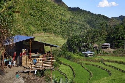 Philippines, province d'Ifugao, les rizières en terrasses de Banaue autour du village de Batad, classées Patrimoine Mondial de l'UNESCO