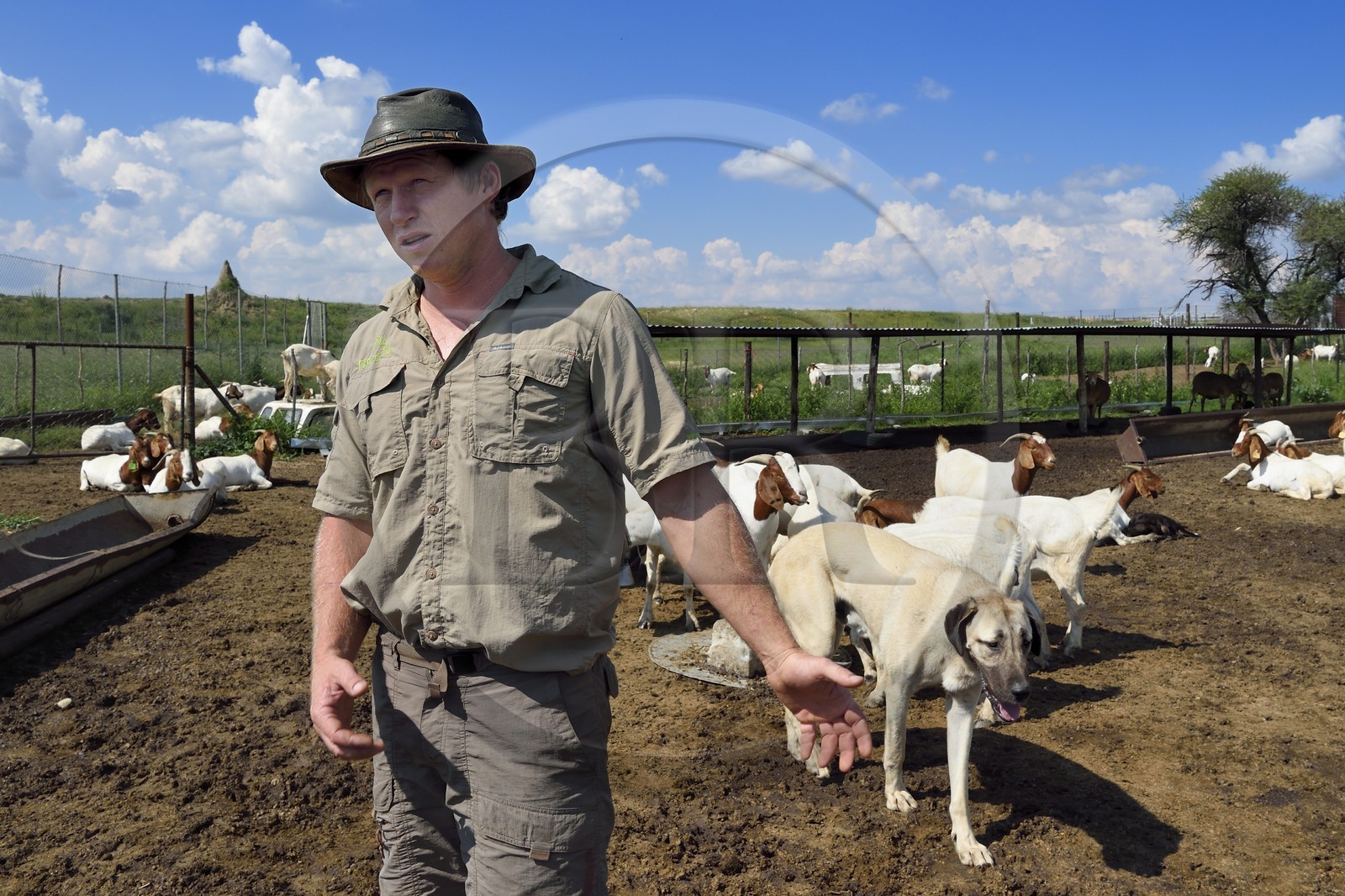 Namibie, Otjiwarongo, le Livestock Guarding Dog Program (programme chien de garde du bétail) du Cheetah Conservation Fund a été très efficace pour réduire les taux de prédation et ainsi aussi l'inclinaison des agriculteurs à piéger ou tirer sur des guépards, le fermier Paul Visser avec son chien Berger d'Anatolie entouré de ses chèvres