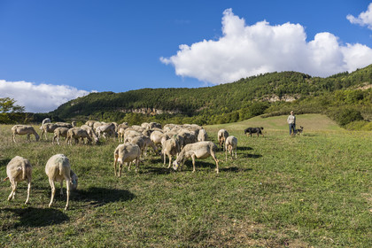 France, Aveyron (12), Causses et les Cévennes, paysage culturel de l'agro-pastoralisme méditerranéen, classés Patrimoine Mondial de l'UNESCO, Sainte-Eulalie-de-Cernon sur la route de Saint-Jacques-de-Compostelle, troupeau de mouton guidé par son berger Eric Broussou