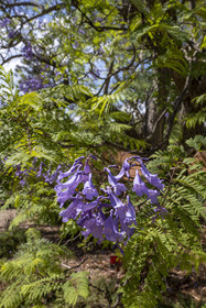 France, Alpes-Maritimes (06), Antibes, Le Jardin Botanique de la Villa Thuret (rattachée à l'INRAE), labellisé Jardin Remarquable et Arbre Remarquable, Flamboyant bleu (jacaranda mimosifolia)
