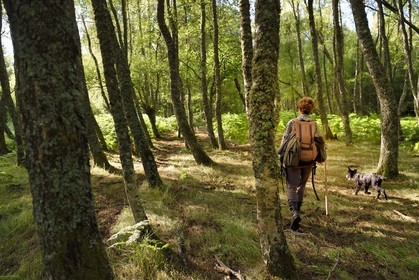 France, Puy-de-Dôme (63), Parc Naturel Régional des Volcans d'Auvergne, Chaine des Puys classée Patrimoine Mondial de l’UNESCO, la bergère Charlotte Hevin avec ses chiens dans une forêt au pied du volcan Puy de Dôme
