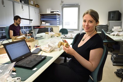 France, Dordogne (24), Périgord Noir, vallée de la Vézère, Les Eyzies-de-Tayac-Sireuil, site classé Patrimoine Mondial de l'UNESCO, Musée National de la Préhistoire, la chercheuse Jamie Lynch de la Trent University étudiant des ossements dans le laboratoire, os de jeune mégacéros datant du paléolithique supérieur