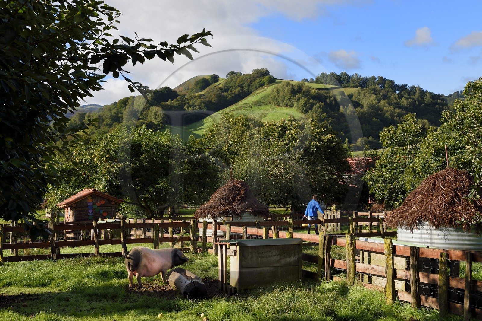 France, Pyrénées-Atlantiques (64), Pays-Basque, vallée des Aldudes, élevage Pierre Oteiza de porcs basques de race pie noir pour la production du jambon Kintoa AOC, cochette (jeune truie)