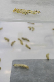 France, Gard (30), Monoblet, l'Atelier Sericyne relance la sériciculture française, élevage de vers à soie et production de soie d'exception et intissée pour la réalisation d'objets de décoration