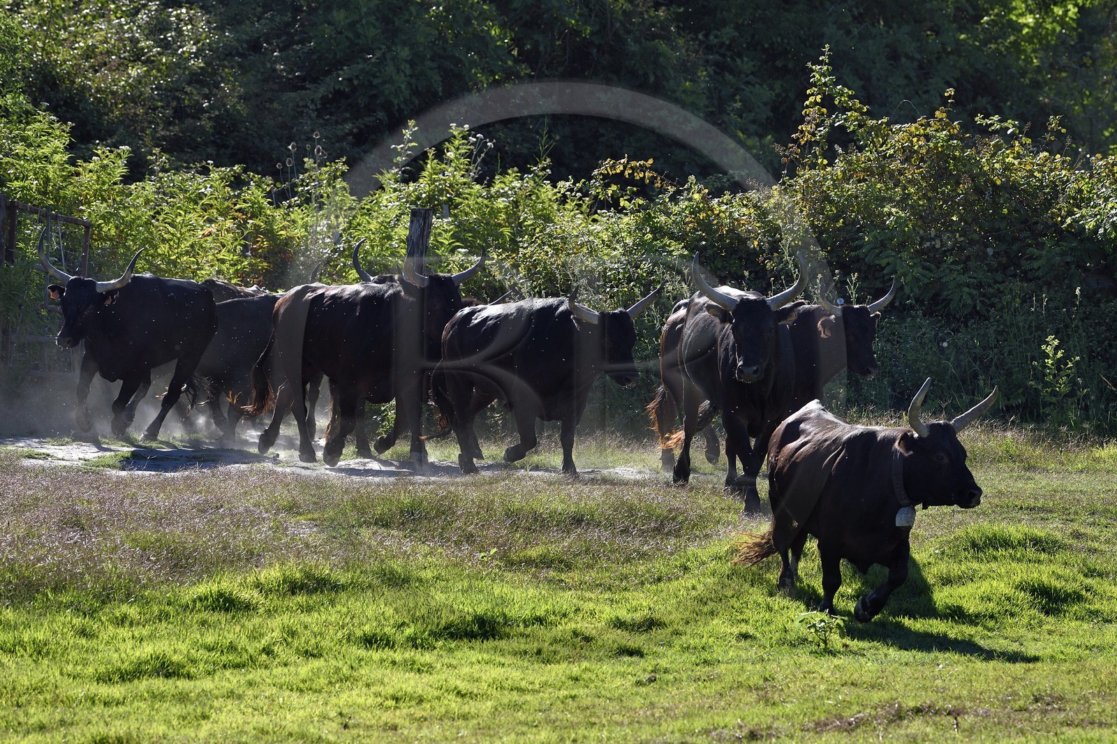 France, Bouches-du-Rhône (13), Parc naturel régional de Camargue, Mas du Menage, manade Saint Antoine (Cauzel), gardians avec les taureaux camarguais appellés Raço di Biou