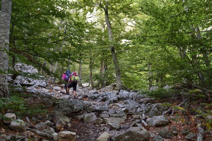 France, Haute-Corse (2B), Vivario, GR 20, étape entre le refuge de l'Onda et Vizzavona dans la foret de Vizzavona