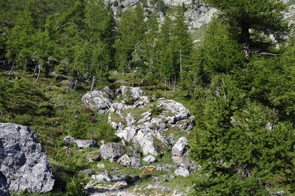 France, Alpes-Maritimes (06), parc national du Mercantour, vallon de la Minière en contrebas de la Vallée des Merveilles, un chamois bondit