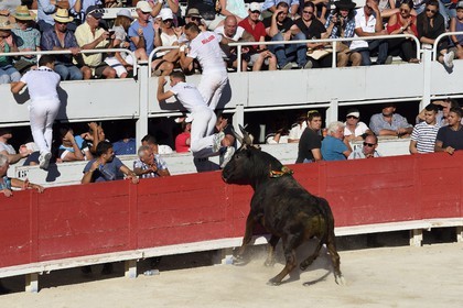 France, Bouches-du-Rhône (13), Arles, la course camarguaise  de la Cocarde d'Or aux Arènes