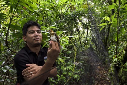 Nicaragua, département de Granada, Réserve naturelle du volcan Mombacho, le biologiste Roger Mendieta de l'ONG fondation Cocibolca ayant attrapé une Grive des bois (Hylocichla mustelina) dans ses filets pour observation