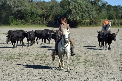 France, Bouches-du-Rhône (13), Parc naturel régional de Camargue, Mas du Menage, manade Saint Antoine (Cauzel), la manadière Florence Clauzel, éleveuse de chevaux et taureaux de Camargue