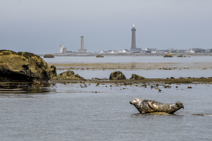 France, Finistère (29), Penmarch, archipel des Étocs, phoque gris (halichoerus grypus), le phare d'Eckmuhl sur la Pointe de Penmarch en arrière plan