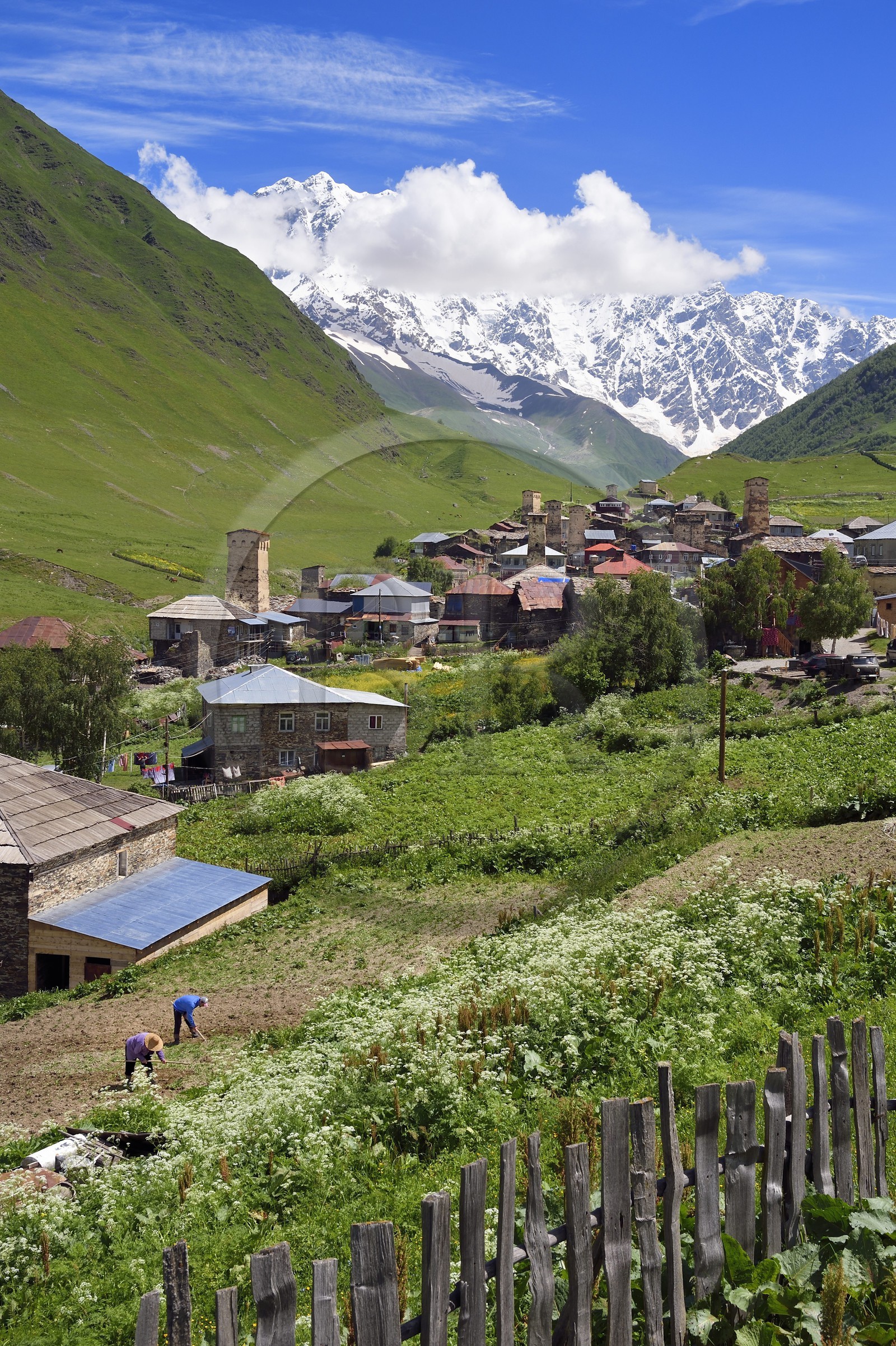 Géorgie, Haute Svanétie (Zemo Svaneti), village de Ushguli, classé Patrimoine Mondial de l'UNESCO, tours défensives Svanes dressées à coté des maisons et le mont Chkhara (plus haut sommet de Georgie avec 5 193 m) en arrière plan, deux fermiers labourent leur champ
