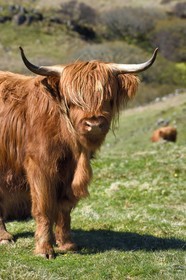 Royaume-Uni, Ecosse, Highland, Hébrides intérieures, Ile de Mull, vache de race Highland