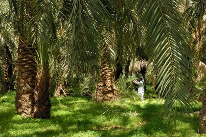 Egypte, Basse-Egypte, désert libyque, oasis de Bahariya (Bahareyya), la palmeraie, paysan vérifiant l' état de ses palmiers dattiers