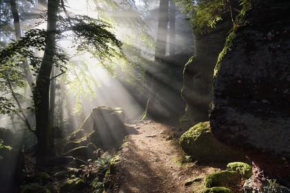 France, Bas-Rhin (67), Mont Saint-Odile, le Mur Païen, vestige d'un mur d'enceinte probablement de l'époque mérovingienne d'une longueur totale de onze kilomètres, lever de soleil dans la brume du petit matin