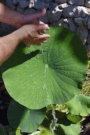 France, Alpes-Maritimes (06), Menton, quartier de Garavan, le jardin de Maria Serena, la feuille de lotus est totalement hydrophobe