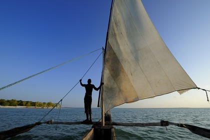 Tanzanie, archipel de Zanzibar, île de Unguja (Zanzibar), côte est, baie de Chwaka vers Michamvi, un dhow (boutre traditionnel)