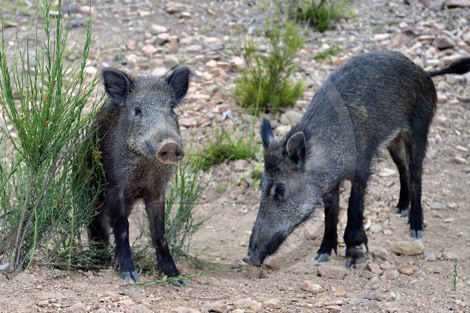 France, Var (83), Agay commune de Saint-Raphaël, les sangliers (Sus scrofa) prolifèrent dans le massif de l'Estérel